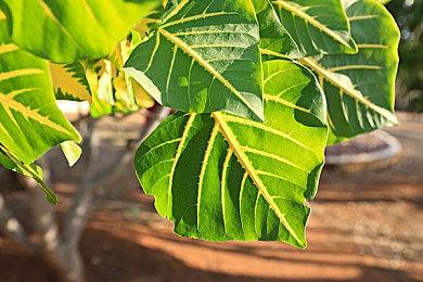 《恐龙猎人》重制版登陆主机平台 全平台版本均获更新